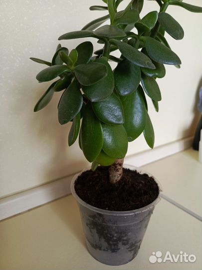 Толстянка крассула