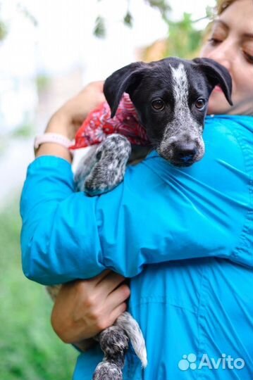 Проживает жизнь в клетке