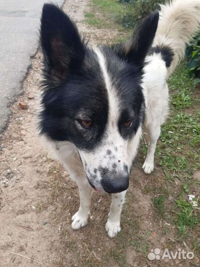 Умные сторожевые собаки Отличные друзья хозяев и и