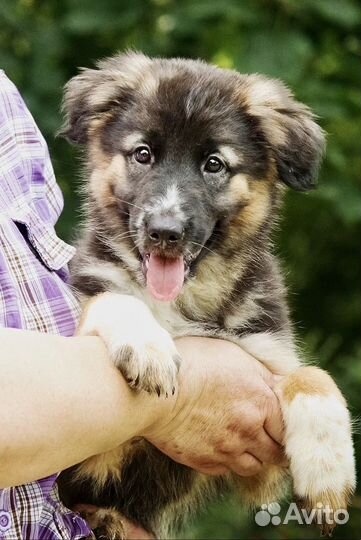 Щенок в добрые руки бесплатно