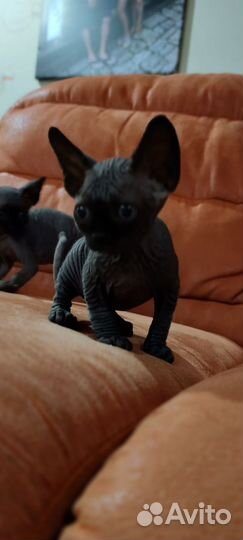 Канадский сфинкс