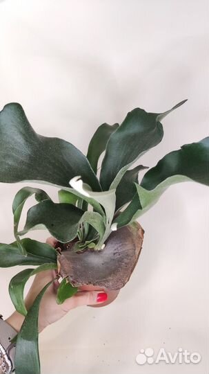 Платицериум бифуркатум