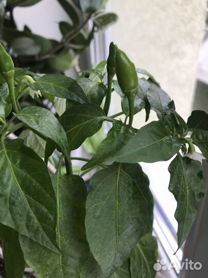 Перец чили острый комнатный