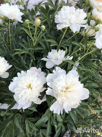 Пионы саженцы корни