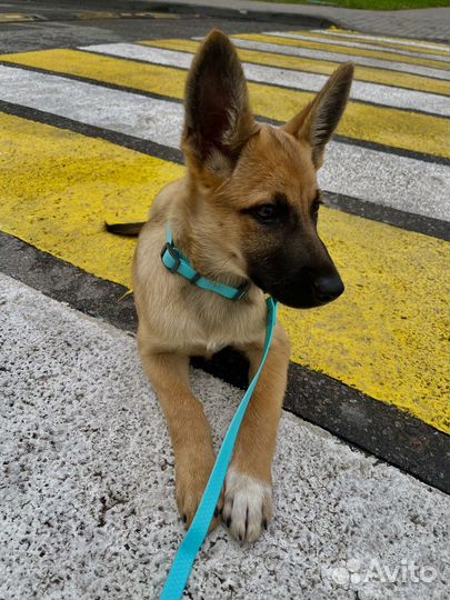 Щенок девочка в добрые руки