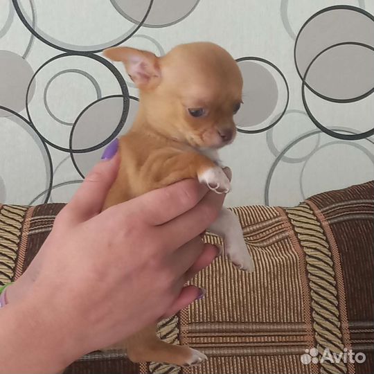 Чихуашки очаровашки