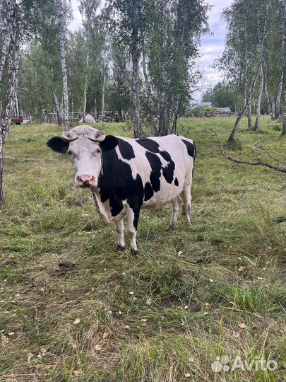 Телята бычки коровы