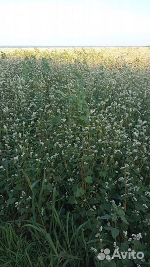 Мед гречишный оптом и в розницу