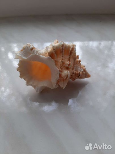 Морские раковины