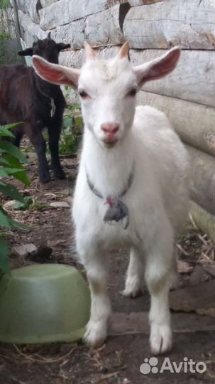 Козлята