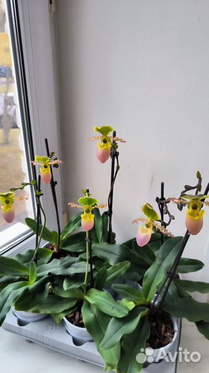 Орхидеи башмачки пафиопедилум Пиноккио цветущие