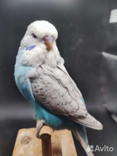 Выставочный волнистый попугай, самец