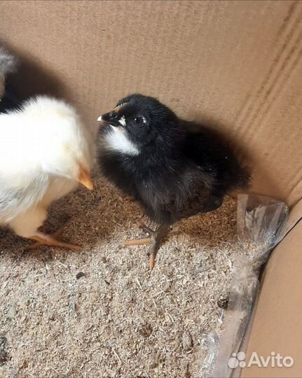 Циплята подросшие, и молодые петушки