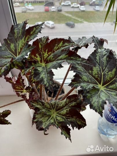 Бегония Клеопатра