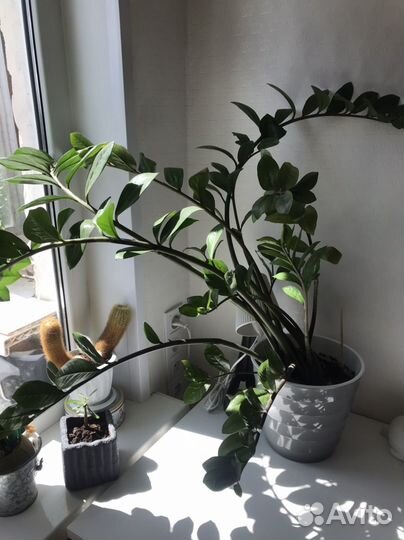 Замиокулькас