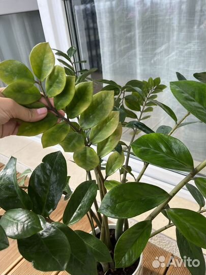 Замиокулькас в кашпо H&M