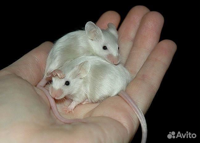 Мышь сатиновая