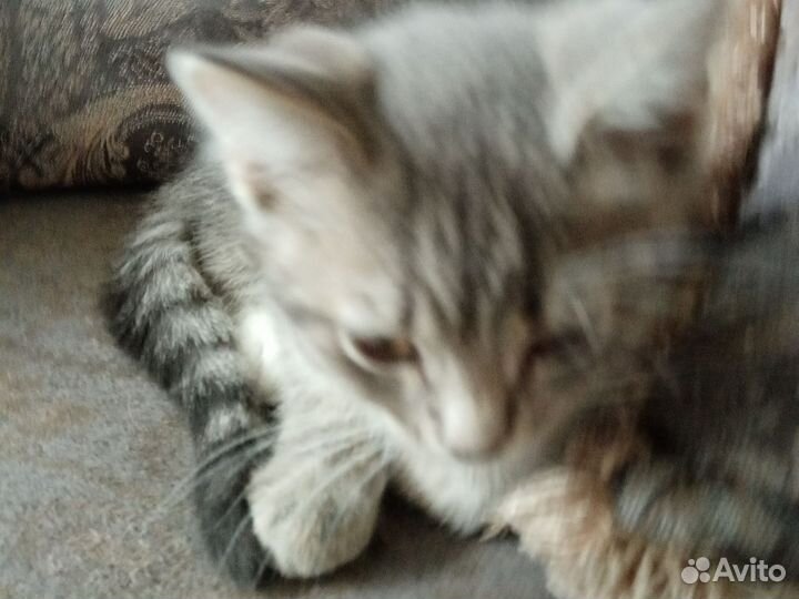 Три котенка 2,5 месяц