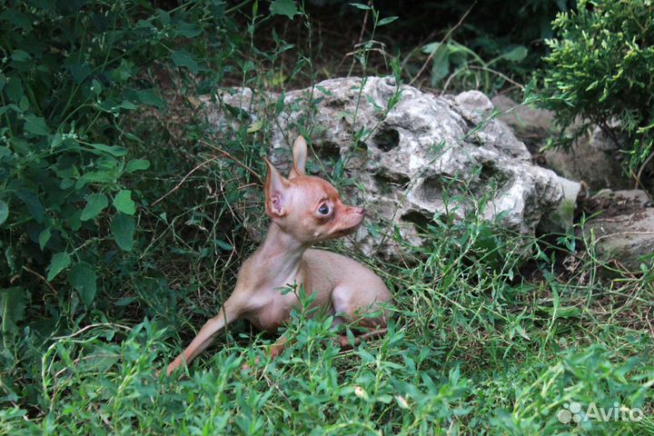 Щенки мальчики- тойчики