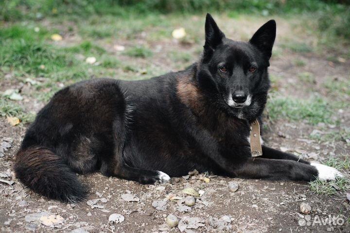 Собака в добрые руки