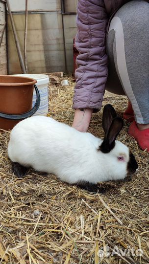 Калифорнийские кролики