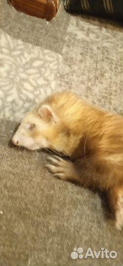 Передержка хорьков на дому