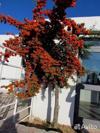 Пираканта 4 сорта