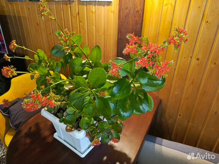 Комнатные цветы