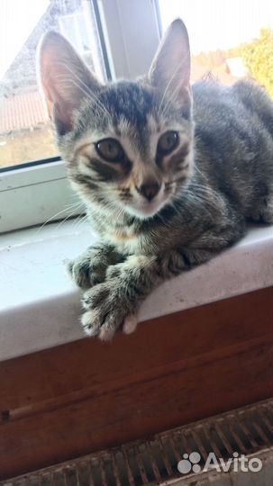 Кошечка в добрые руки