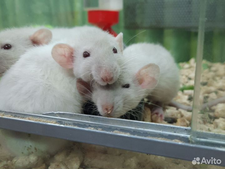 Крыса дамбо