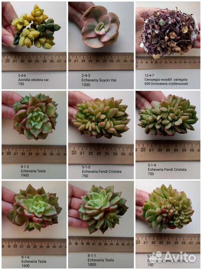 Суккуленты 4/6