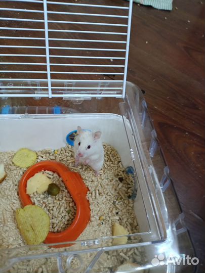 Хомяк(3 месяца) +клетка+шарик+корм+Децл опилок