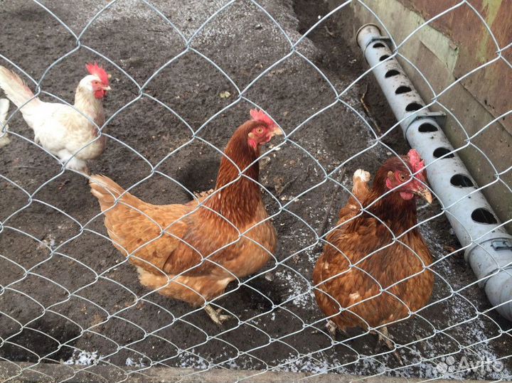 Несушки на дом