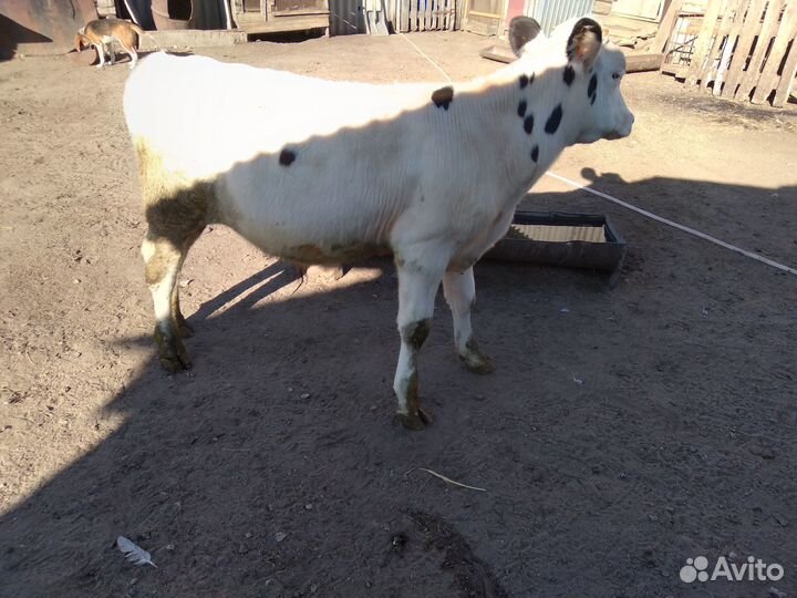 Телка и бычки