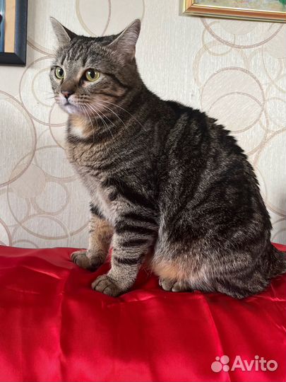 Кошечка Элис