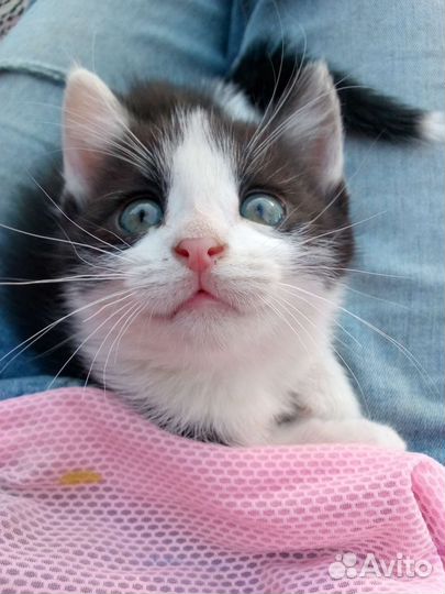 Кошка- мышеловка в добрые руки