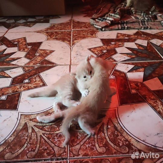 Котята мальчики 1.5 мес