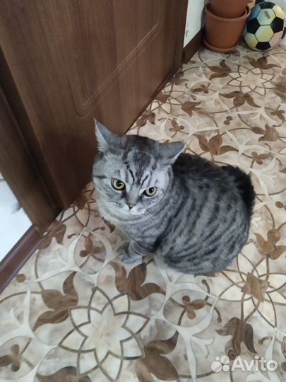 Кот Шотландский