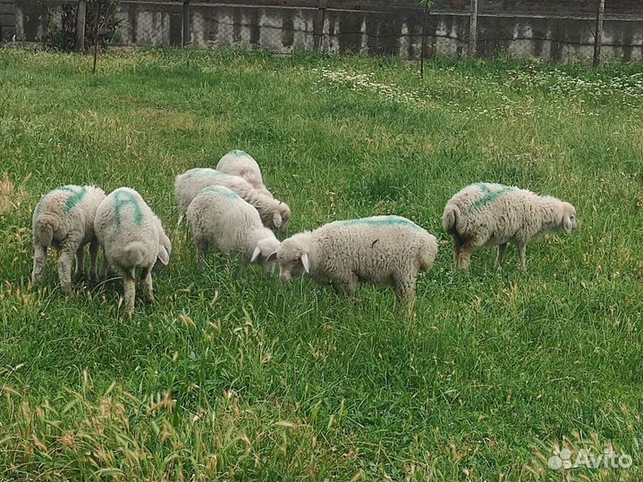 Овцы бараны