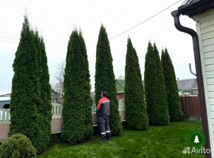 Туя Колумна взрослая на участок из питомника