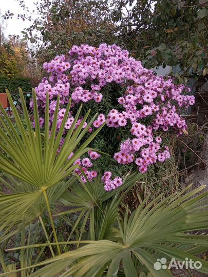 Цветы малоуходные