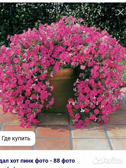 Петуния