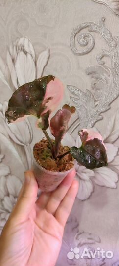 Сингониум клубничный лед galaxy