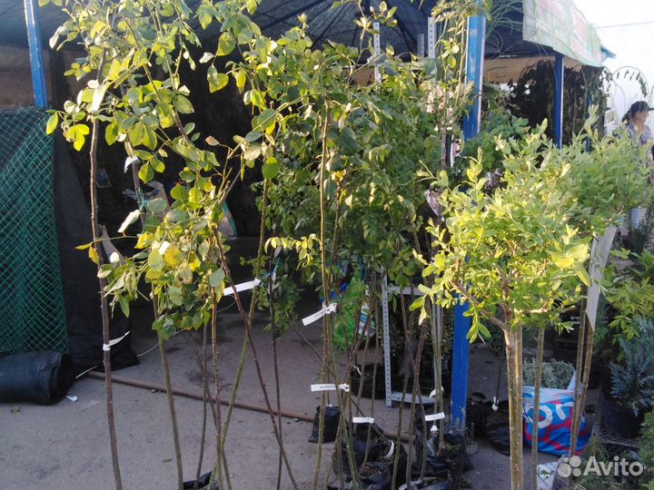 Декоративные растения плодовые деревья