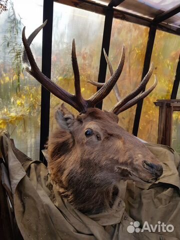 Продам настоящее чучело оленя