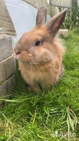 Кролик для спаривания. Вязки (Сам кролик не продае