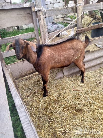 Коза нубийская