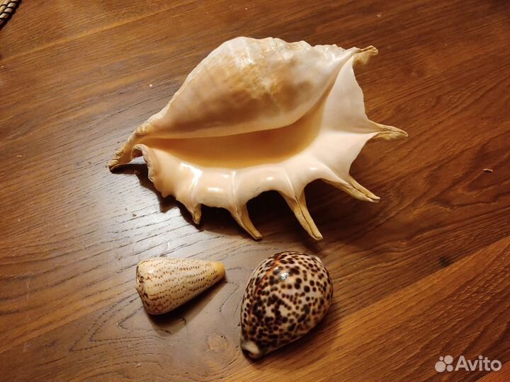 Морские ракушки большие