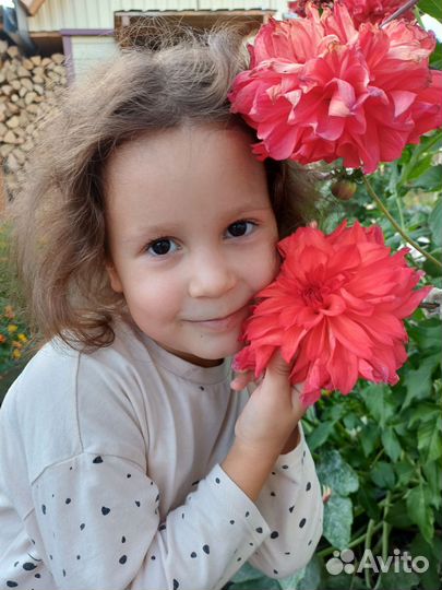 Многолетний георгин