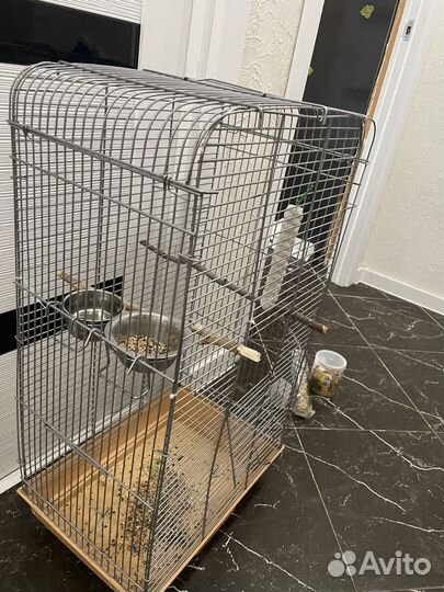 Попугай корелла с клеткой